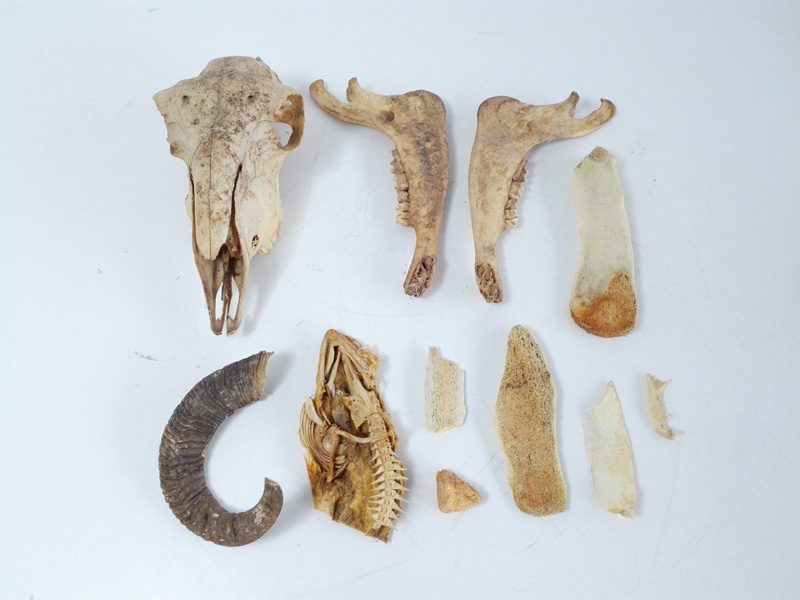 cajas huesos cabra perro fauna taxidermia 1u